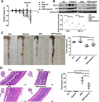 Vitamin D Receptor-Dependent Protective Effect of Moderate Hypoxia in a Mouse Colitis Model